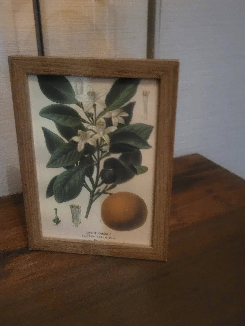 Botanical Sweet Orange Wall Art Print in Green and Cream - Unbranded